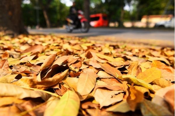 Lá vàng thu Hà Nội